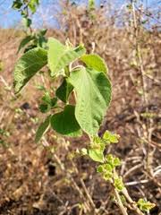 Image result for Acalypha caperonioides