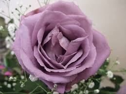 Free shipping on qualified orders. Blue Roses Meaning And Pictures Of Different Varieties Florgeous