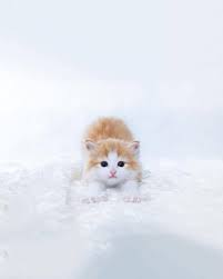 Hayvan Kedi Kar Yavru Kediler Kedi Hayvan