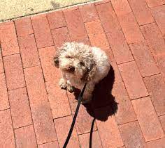 Amelia Draper On Twitter Cora Is Loving The Sun And Low Humidity On This Awesome Friday What Are Your Weekend Plans Day 1 Of 3 Day Heat Wave Starts Father S Day Updates