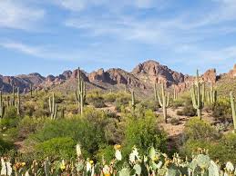 I could go really long on this, but for now i just put some additional info out to what is already. Desert Plants Social Studies For Kids