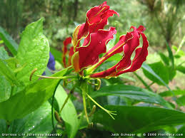 Image result for Ficalhoa