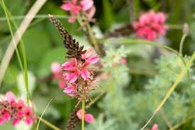 Image result for Crepidorhopalon