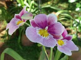 We did not find results for: Collection Of Orchid Photos Page 7