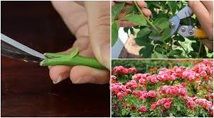 Image result for cuttings of roses