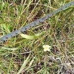 Image result for Linum volkensii