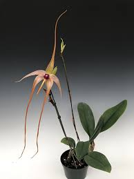 Image result for Bulbophyllum cochleatum