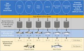 Frontiers Comparison Of Channel Catfish And Blue Catfish