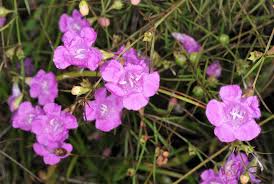 Image result for Geigeria filifolia