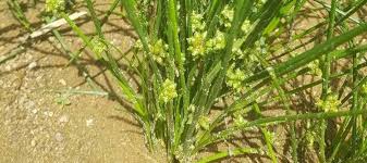 Image result for Schoenoplectiella senegalensis