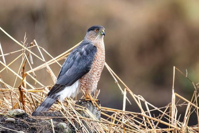 How to Identify a Cooper's Hawk - Birds and Blooms