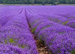 Texas Lavendar2 Lavender Fields Lavender Seeds Lavender Flowers