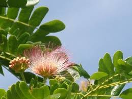 Image result for Samanea saman