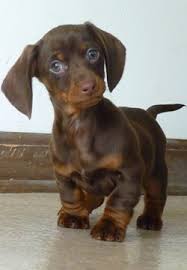 Dachshund puppies for sale and dogs for adoption. Friday Favorites Iowa Girl Eats Cute Animals Puppies Baby Animals