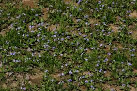 Image result for Craterostigma hirsutum