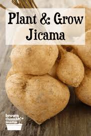 Raw white organic jicama root. How To Grow Jicama Brown Thumb Mama