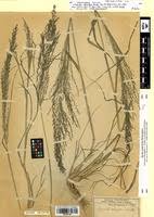 Image result for Eragrostis rotifer