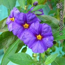 Image result for Solanum tettense