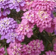 We did not find results for: Rocket Candytuft Flower Seeds Iberis Amara Garden Flower Seeds 60 Seeds Flower Seeds Flowers Perennials Deer Resistant Flowers