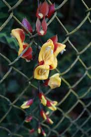 Image result for Thunbergia graminifolia