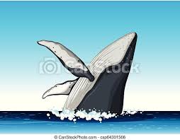 Affordable and search from millions of royalty free images, photos and vectors. Humpback Whale Jump Out Of Water Illustration Canstock