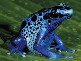 Animals Blue Poison Frog Slide1 Blue Poison Dart Frog Poison Frog Poison Dart Frogs