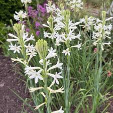 Image result for Polianthes tuberosa