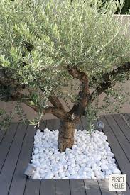 A Valence Un Olivier Entoure De Galets Blanc Rappelle Les Charmes De La Campagne Environnante Piscine Urbaine En Centre Vi In 2020 Garden Deco Outdoor Gardens Garden