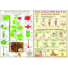 Botany Charts