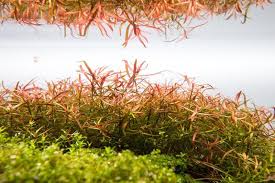 Image result for Ludwigia