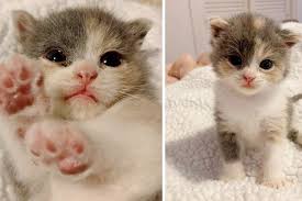 4k aleksandra angelina bethany download elena isabella julia kathy leyla lilu lisa maisie michelle mila natalie natasha nina nita olivia secret stars set taso video violalina. Kitten So Happy To Be Saved She Keeps Kneading Away In Bliss After Being Brought Back From The Verge Love Meow