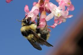 Bumblebees have small nests, between the size of a baseball and a softball. Letter Bumble Bee Die Out Is Caused In Part By Climate Change The Mercury News