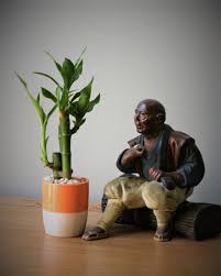 When lucky bamboo turns yellow from the bottom up, it is a strong. Care Growth And Meaning Of Lucky Bamboo Dengarden