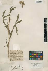 Image result for Cleome iberidella
