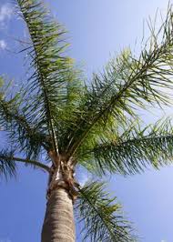 It is widely used for landscaping in the united states because it can withstand cooler temperatures than. 15 Palm Trees Ideas Palm Trees Palm Tree