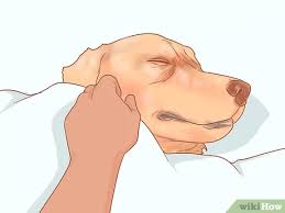 Gastric acids irritate the stomach lining, causing the dog to vomit. How To Care For A Dog After It Has Just Vomited With Pictures