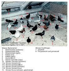 Budapester weissschwingiger hochflieger, budapesti magasröptü csapos keringö, будапештский белоконцый высоколётный. Wiener Tummler Wikipedia