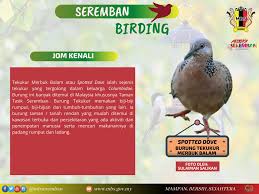 Mobile wallpaper wallpaper backgrounds iphone wallpaper animes wallpapers cute klee and qiqi desktop wallpapers! Seremban Birding Tahukah Majlis Bandaraya Seremban Facebook