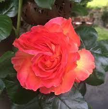 Una rosa è una rosa è una rosa - Fantastic Nonna