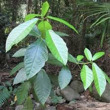 Image result for Ficus bubu
