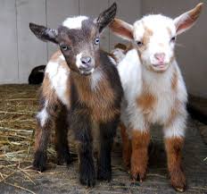 Pin By Debbie Terrill On Down On The Farm Cute Goats Cute Animals Cute Baby Animals