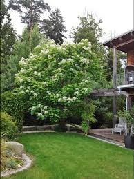 Gartenbuddelei Zeig Uns Deinen Garten Heute Der Garten Von Sylvia Garten Gartenbuddelei Gartenbaume