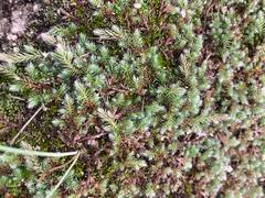 Image result for Selaginella dregei
