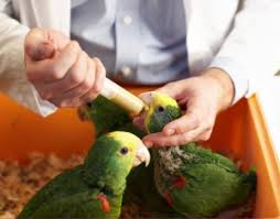 Hand Feeding Formula Hari