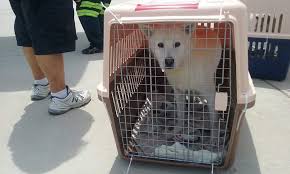 Maybe you would like to learn more about one of these? Dogs Raised For Slaughter Rescued By Munster Animal Shelter Latest Headlines Nwitimes Com