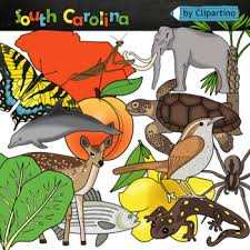 Kids' pages from other states. South Carolina Symbols Worksheets Teaching Resources Tpt