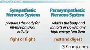The Sympathetic And Parasympathetic Nervous Systems Video