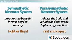 the sympathetic and parasympathetic nervous systems video