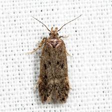 Image result for Bryotropha senectella