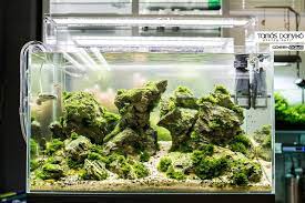 Green Aqua Showroom Aquascape Hardscape Fish Tank